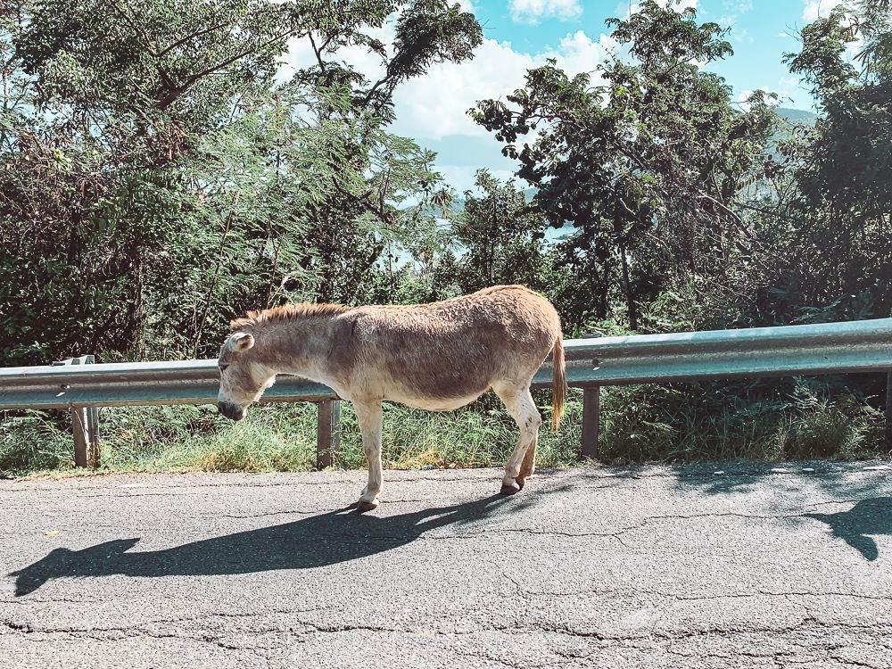 resident donkey standing along centerline road in virgin islands national park