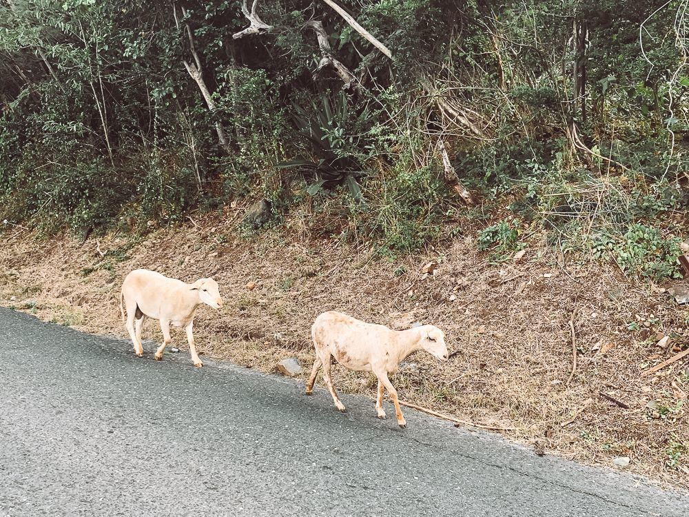 Two little goats walking along centerline road in virgin islands national park