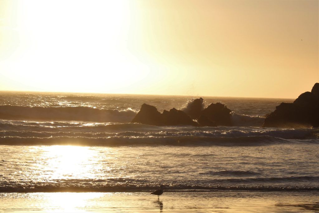 golden hour, ocean, rocks, bird