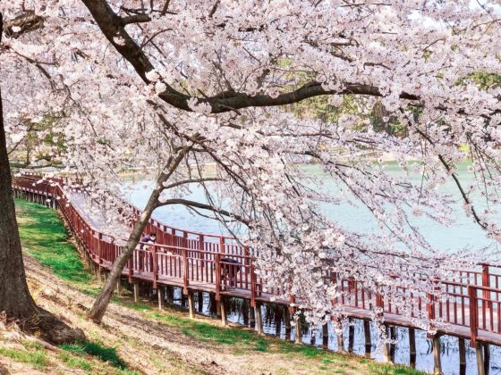 Cherry blossoms in Gunsan, South Korea