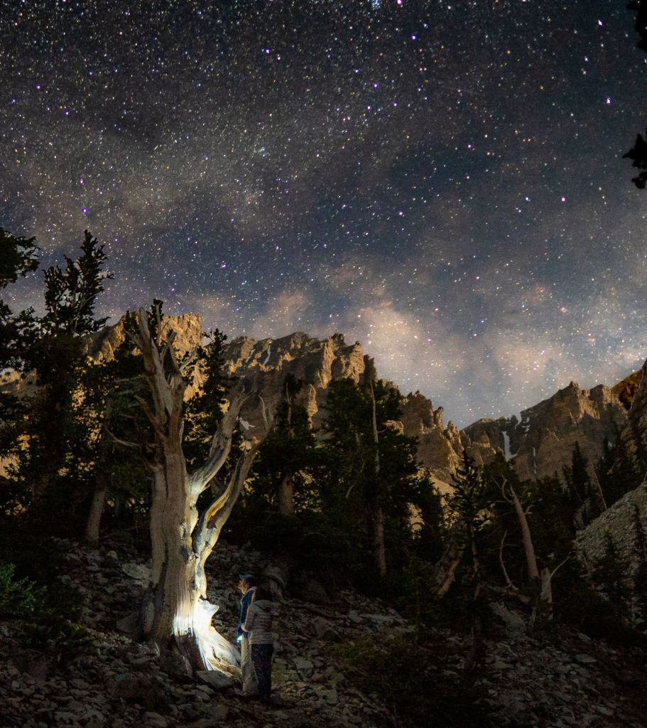 great basin national park bristlecone pine