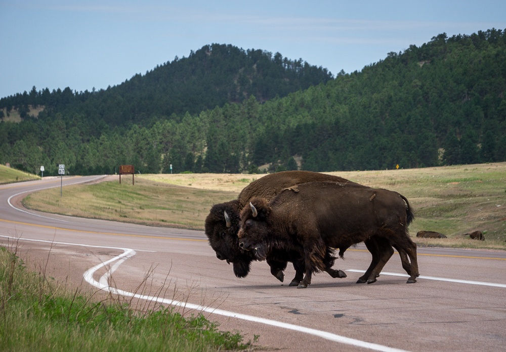 Black Hills South Dakota Bison