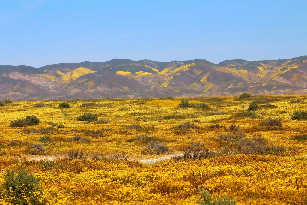 The Best Places to See California's Wildflowers & Super Blooms