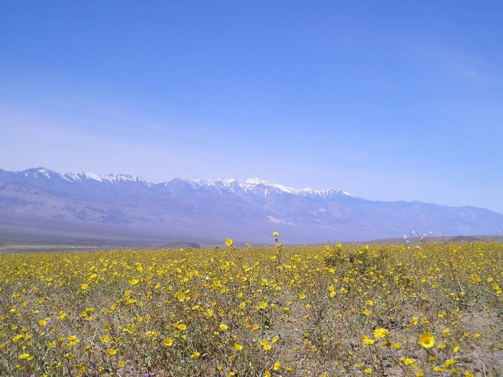 The Best Places to See California's Wildflowers & Super Blooms