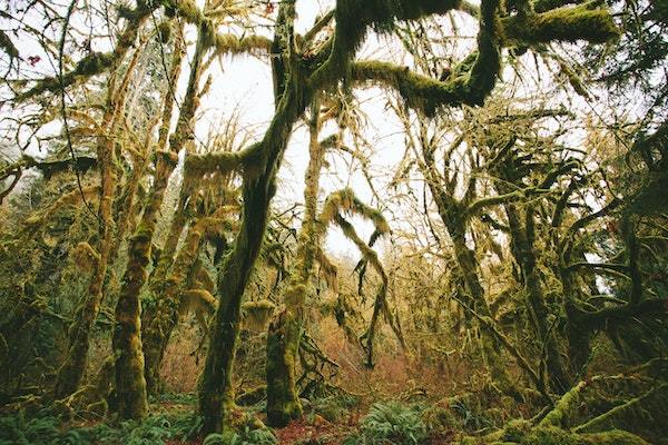 hoh rainforest national parks trip