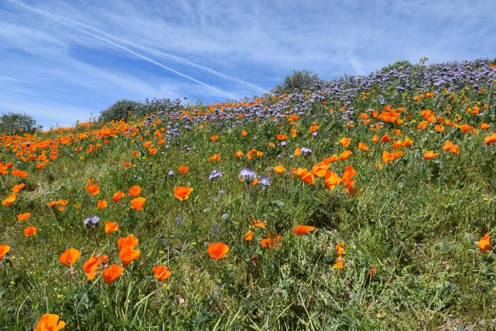 The Best Places to See California's Wildflowers & Super Blooms