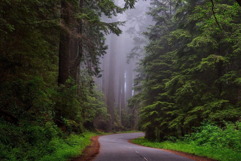 Connect with the Great Outdoors on this Solo NorCal Nature Road Trip
