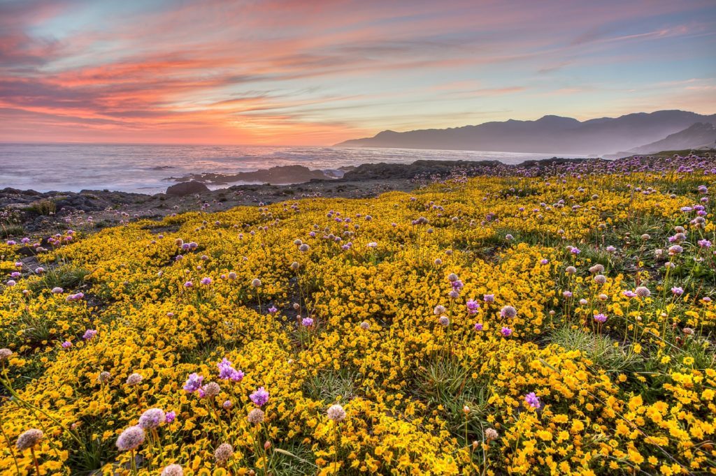 The Best Places to See California's Wildflowers & Super Blooms