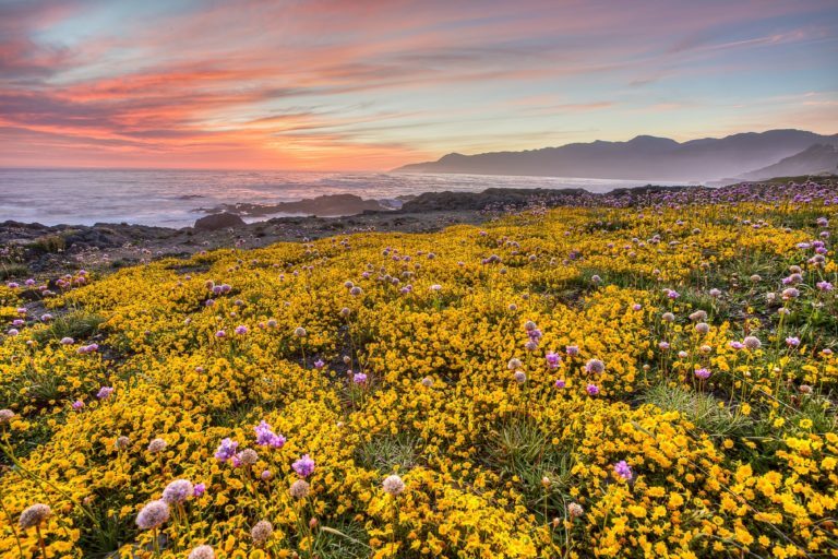 Spring Time California The Best Places to See California Wildflowers & Superblooms - Be My ...
