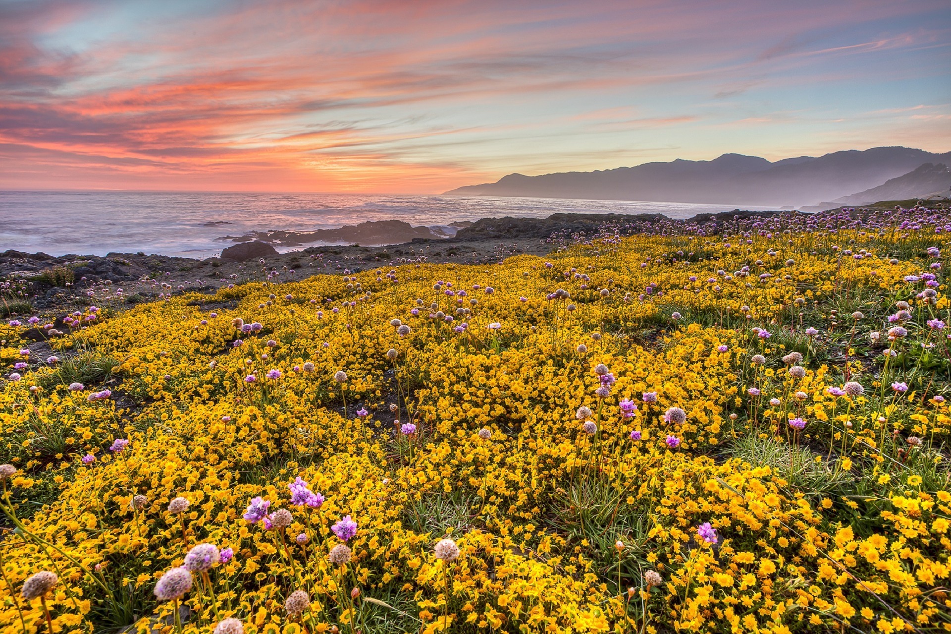 10 spectacular spots for wildflowers