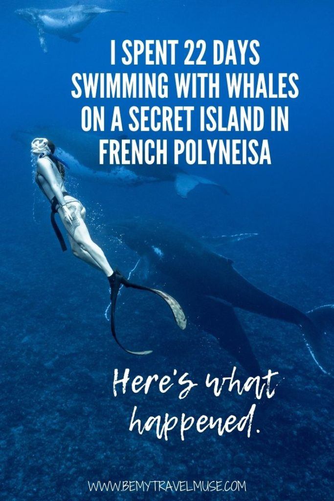 Have you dreamt of swimming with whales in their natural element? I spent 3 weeks on a secret island in French Polynesia, with most of my time spent swimming with wild humpback whales in the ocean, and here's what happened, PLUS how you can come along next year! #Whales #FrenchPolynesia