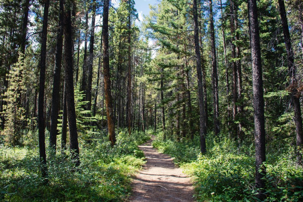 things to do in Lake Tahoe summer  Shirley canyon trail