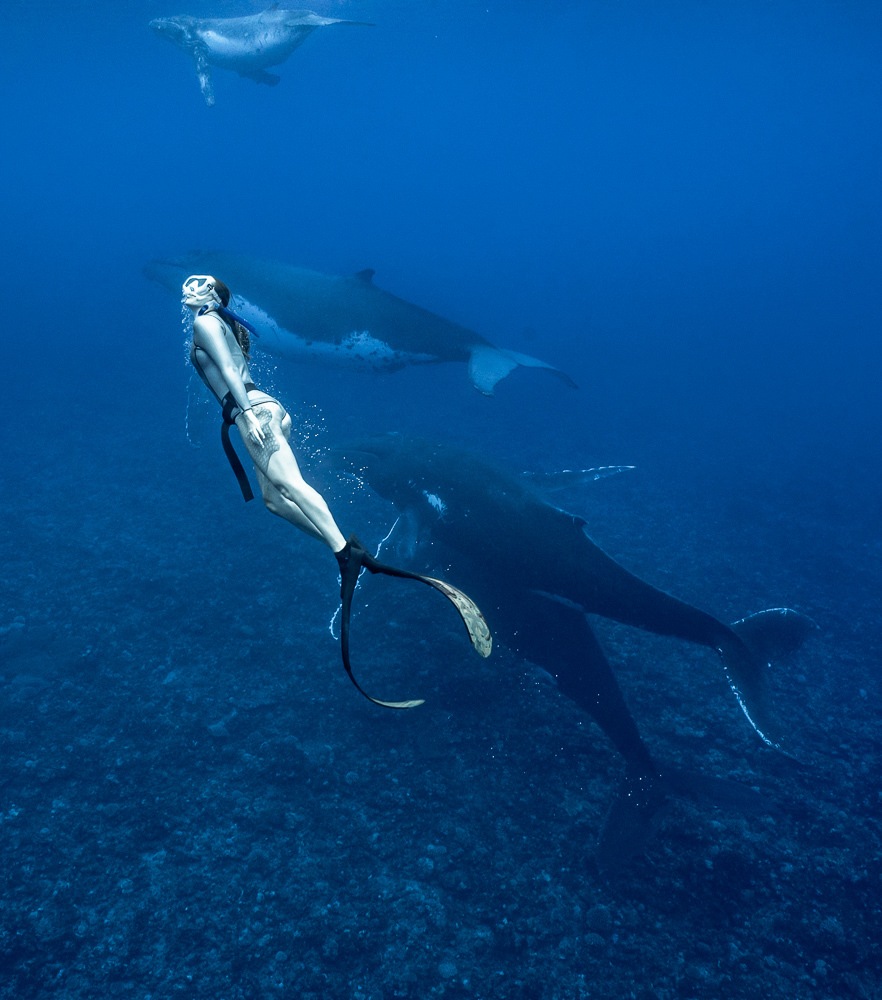 what to do on moorea swim with whales