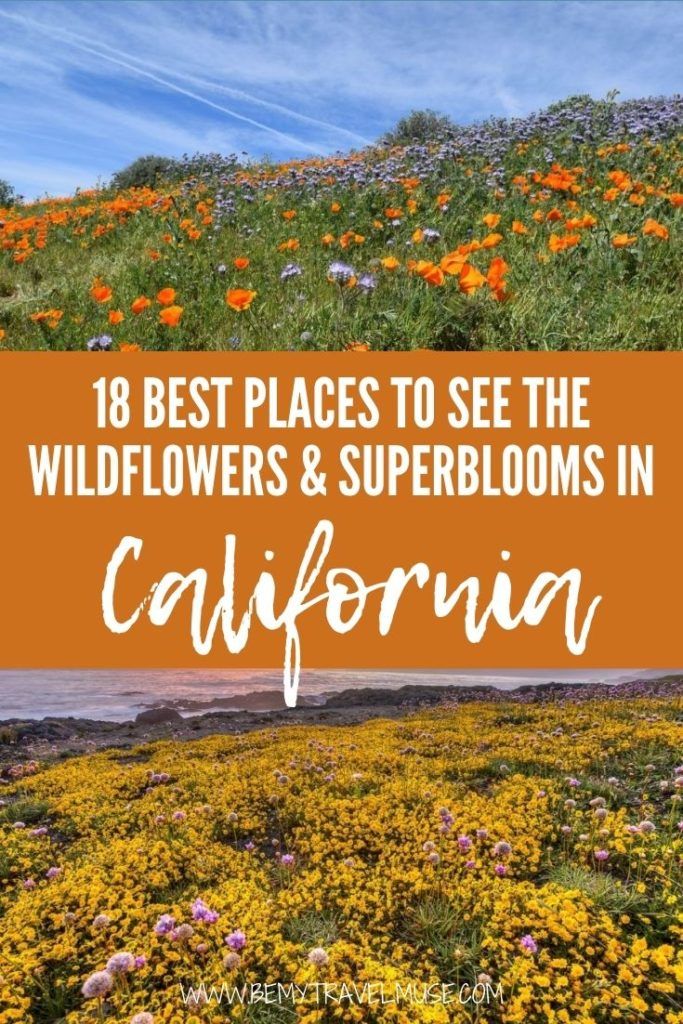 Where to See California Wildflowers This Spring, Visit California