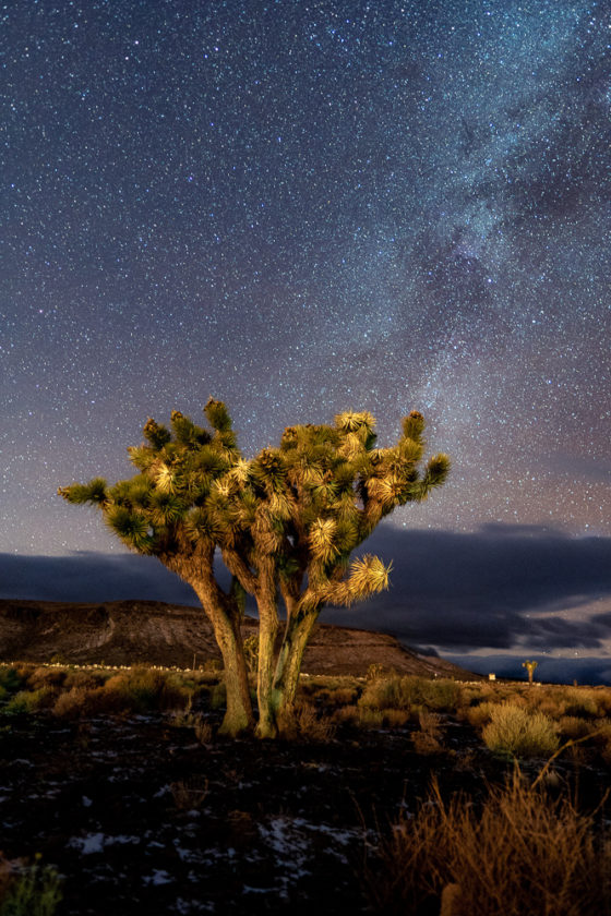 Joshua trees in nevada