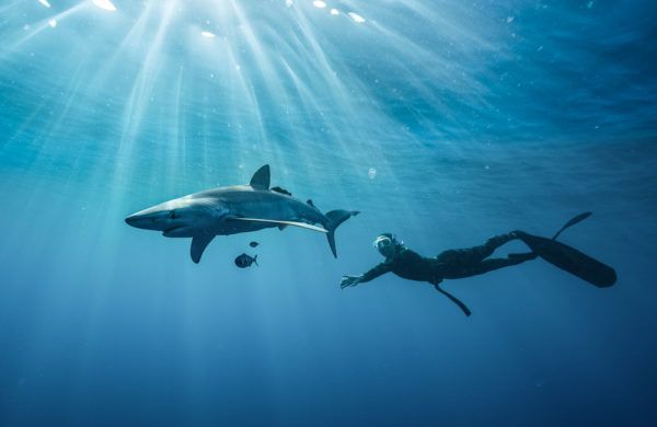 cabo san lucas shark swimming