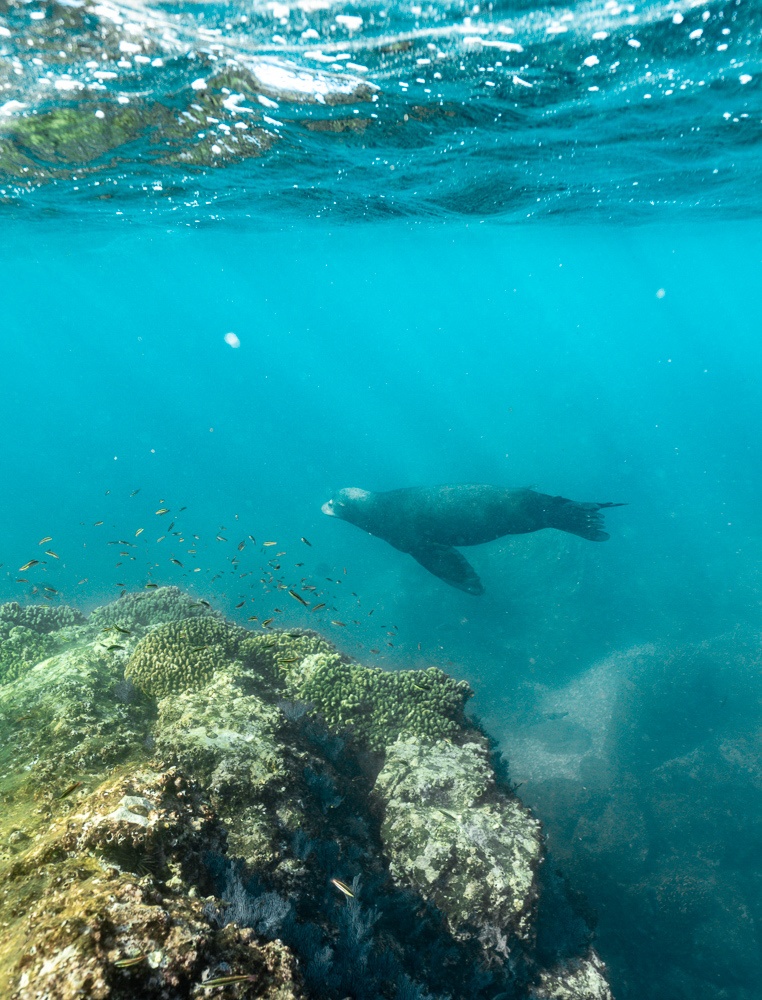 isla ceralvo sea lions