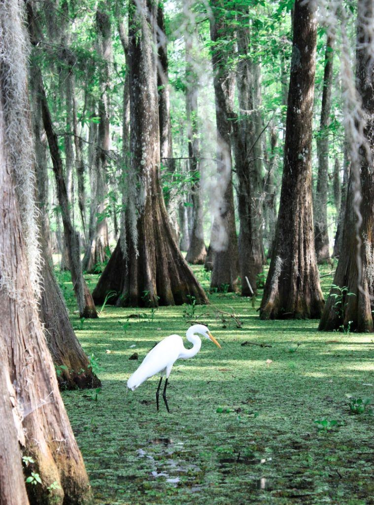 everglades national park winter solo female travel in Florida