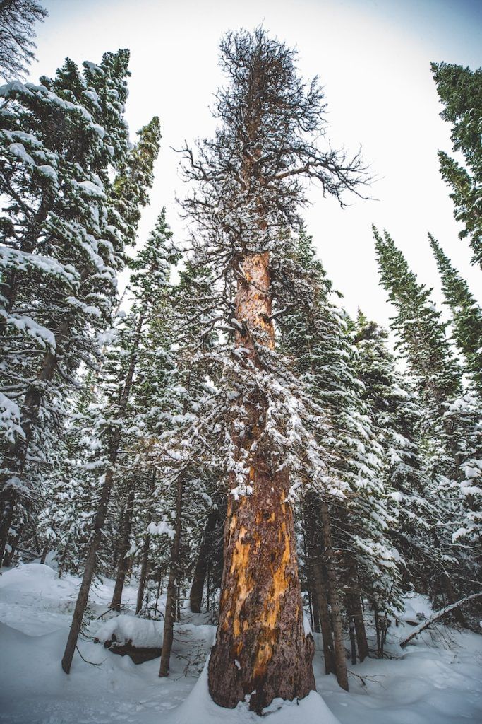 rocky mountain national park winter