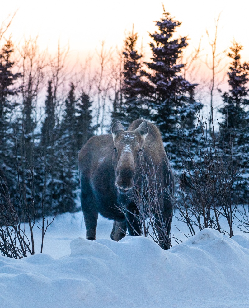 alaska in winter