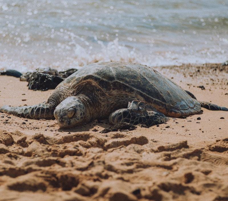 things to do in kauai