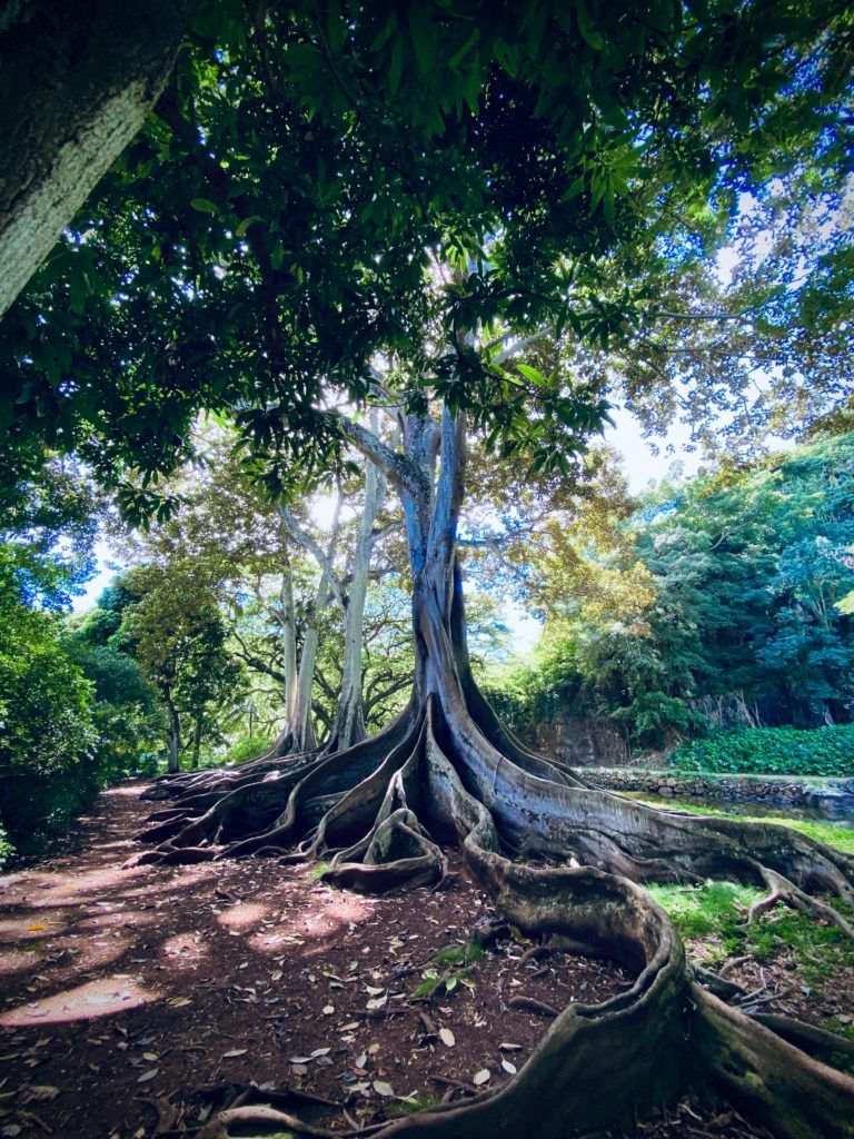 things to do in kauai