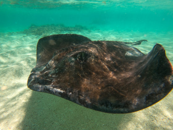 sting ray in water antigua