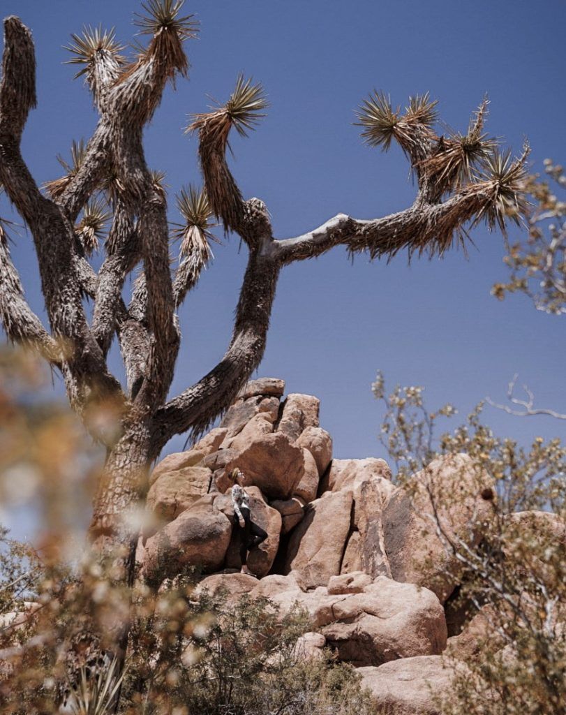 What to Do in Joshua Tree National Park