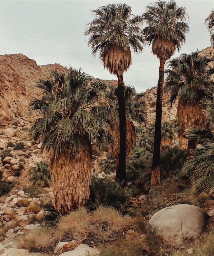 Hiking trails in Joshua Tree National Park.