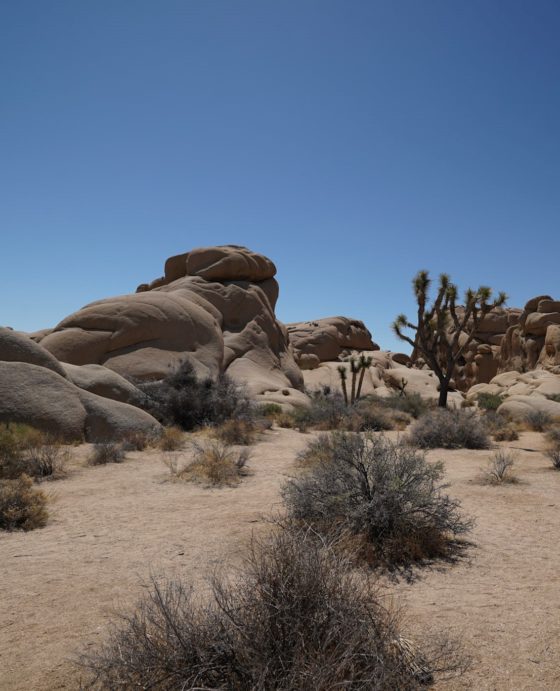 The desert landscape in Joshua Tree.