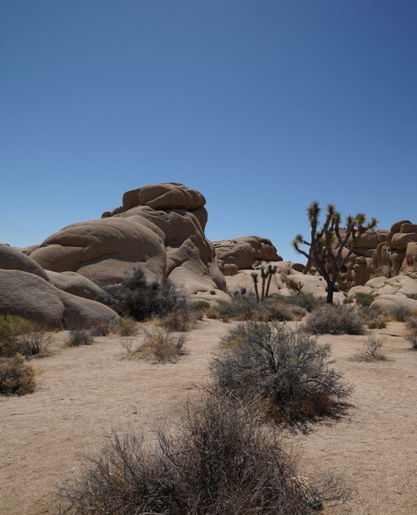 The desert landscape in Joshua Tree.