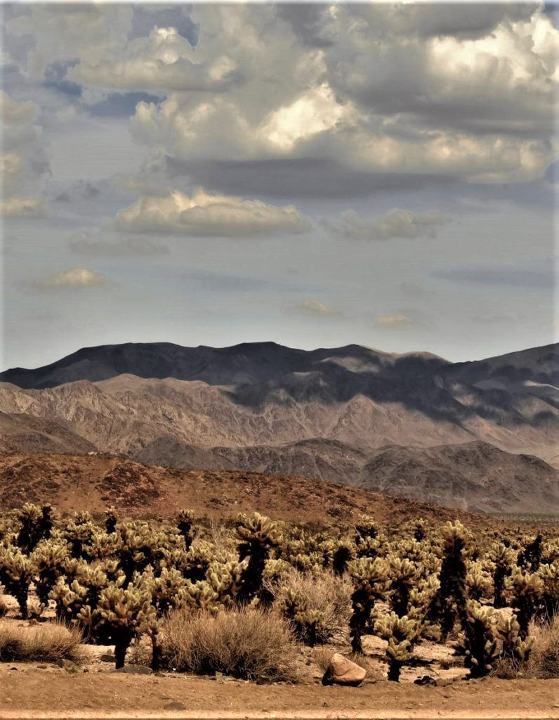 The Cholla Garden at Joshua Tree National Park.