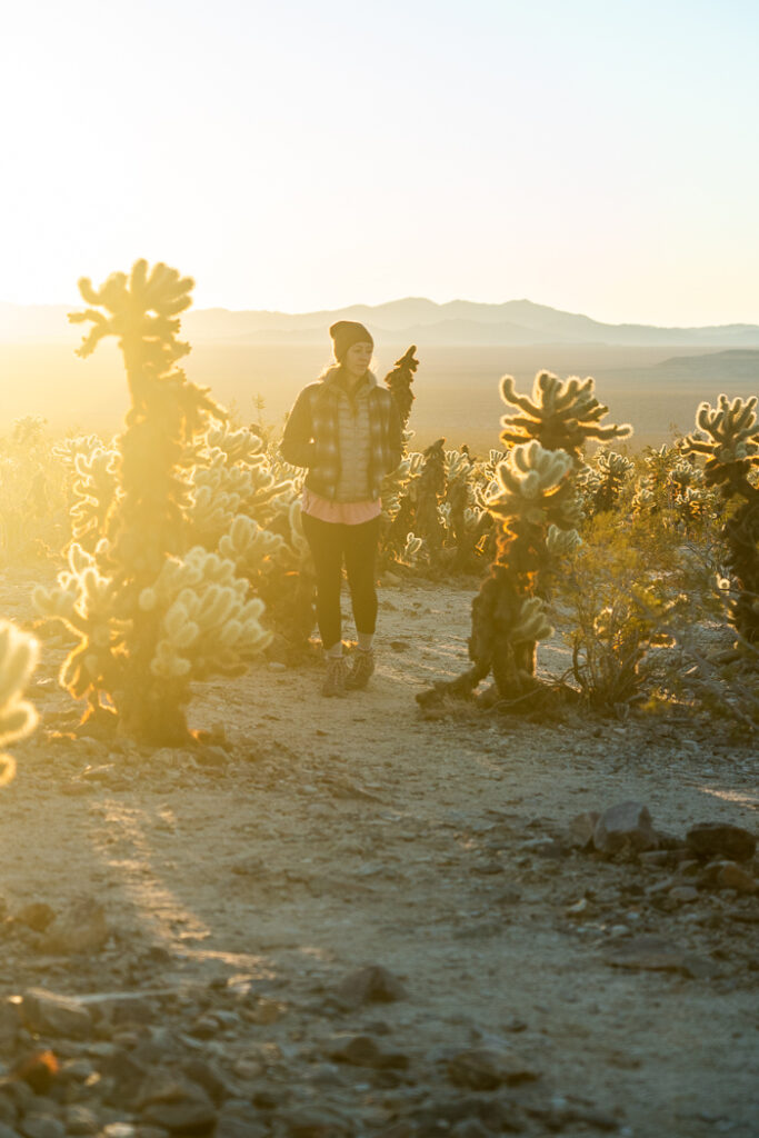 Joshua tree national park sunset