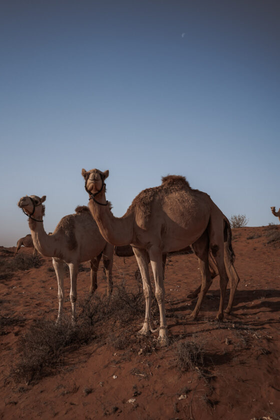 Camels in the Arabian Desert.