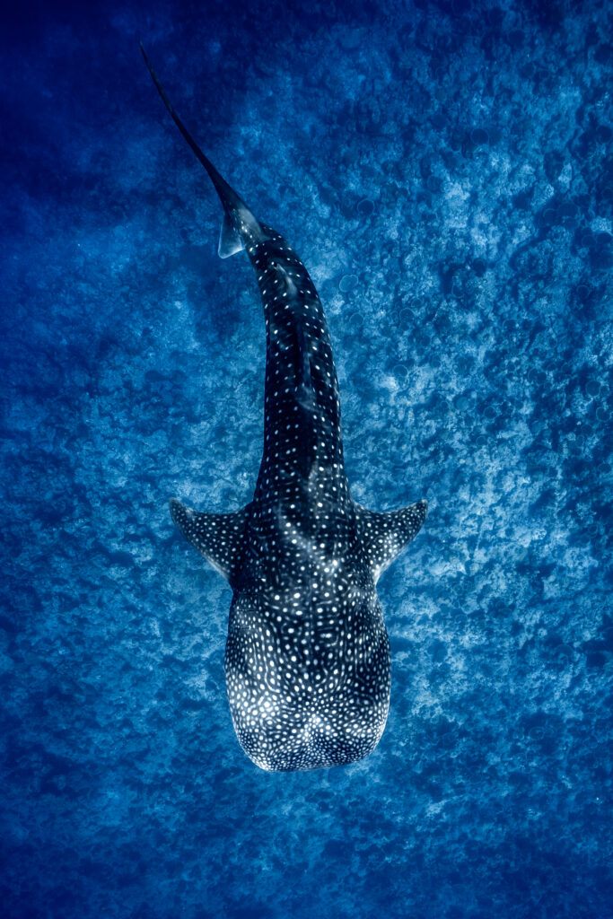 matt reichel maldives south ari whale sharks inertia network 27