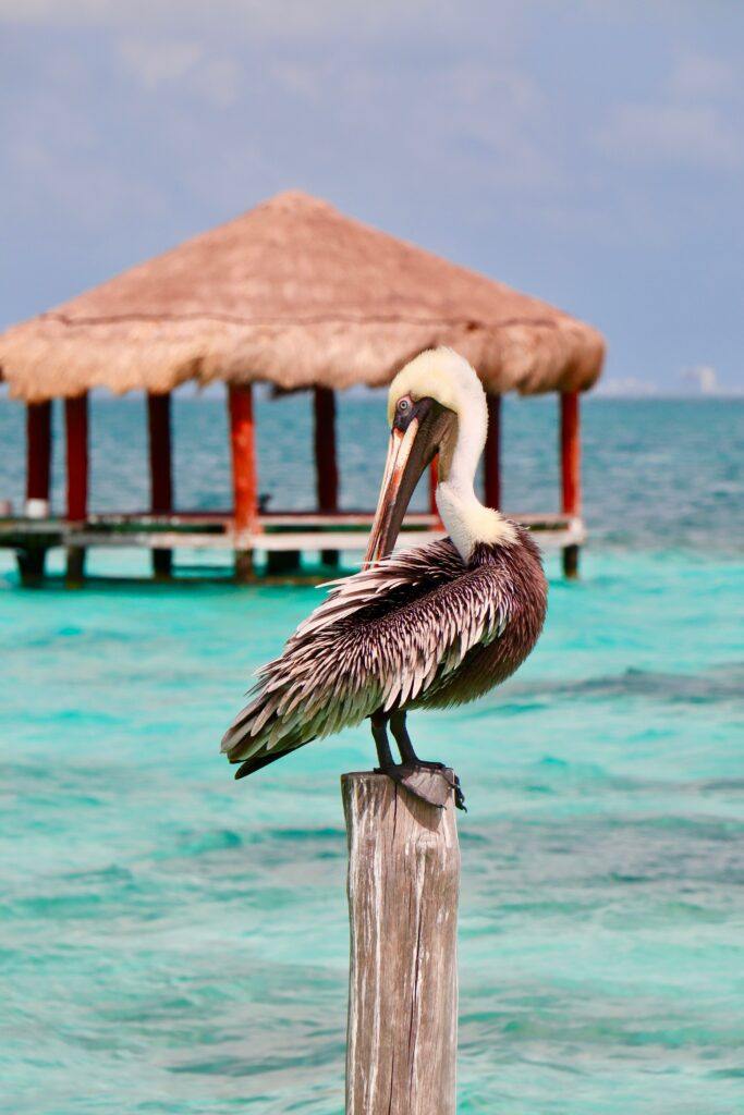 Puerto Morelos, Quintana Roo