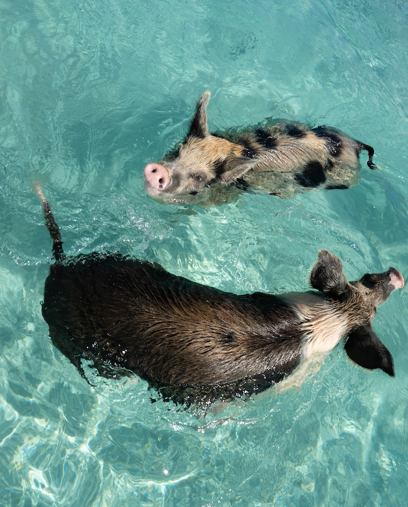 swim with pigs in the bahamas