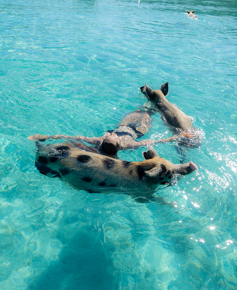 swim with pigs in the bahamas