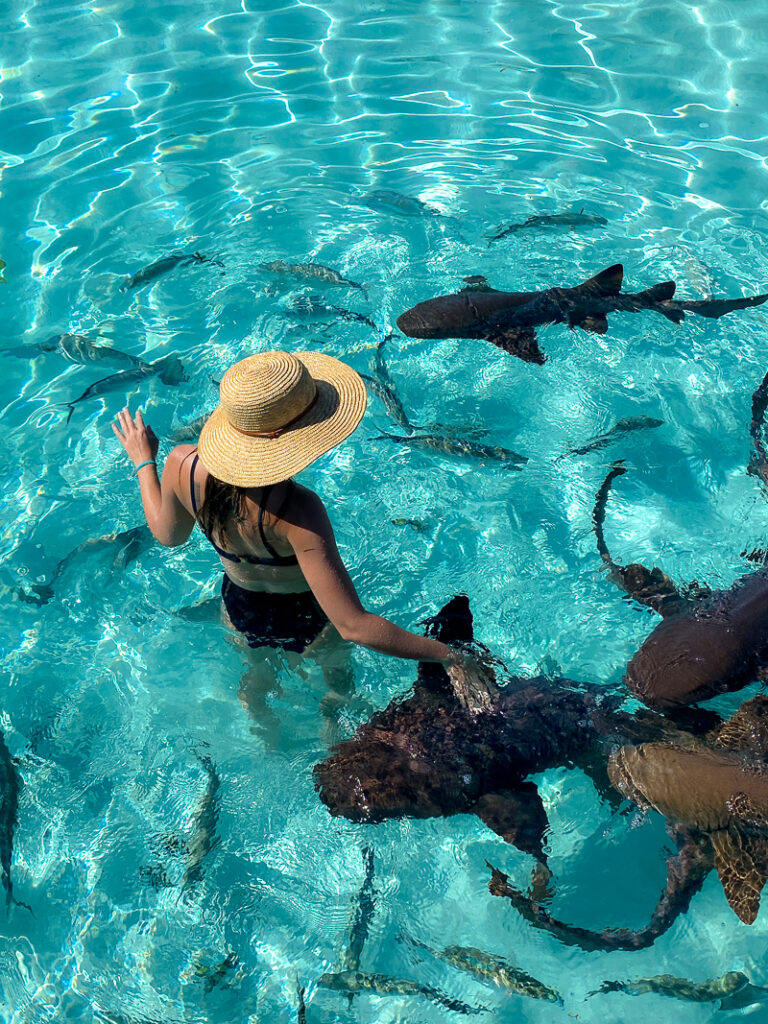 things to do in the bahamas nurse sharks