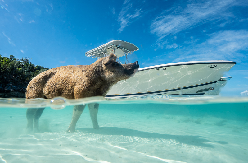 swim with pigs in the bahamas