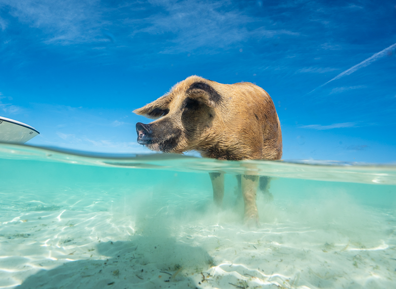 swim with pigs in the bahamas