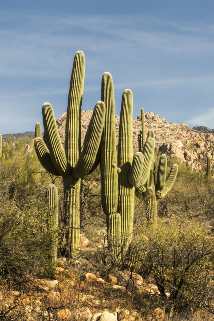 weekend trips from Phoenix Saguaro National Park