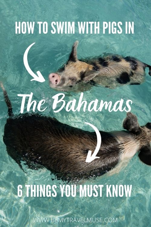 swim with pigs in the bahamas