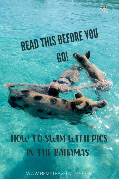 swim with pigs in the bahamas