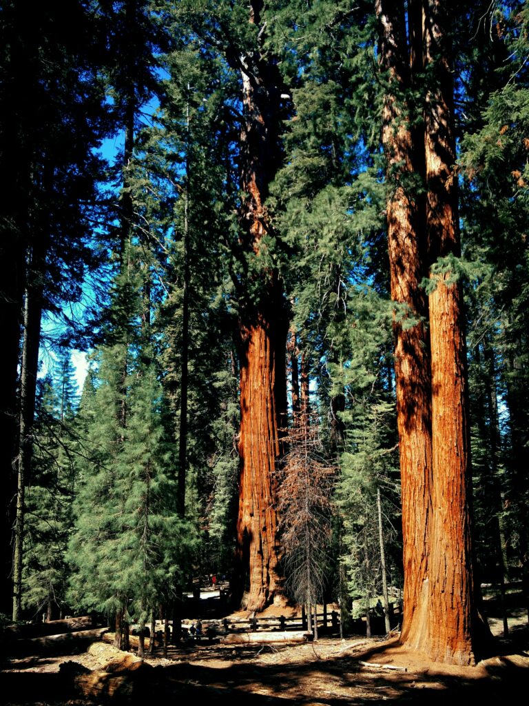 sequoia national park