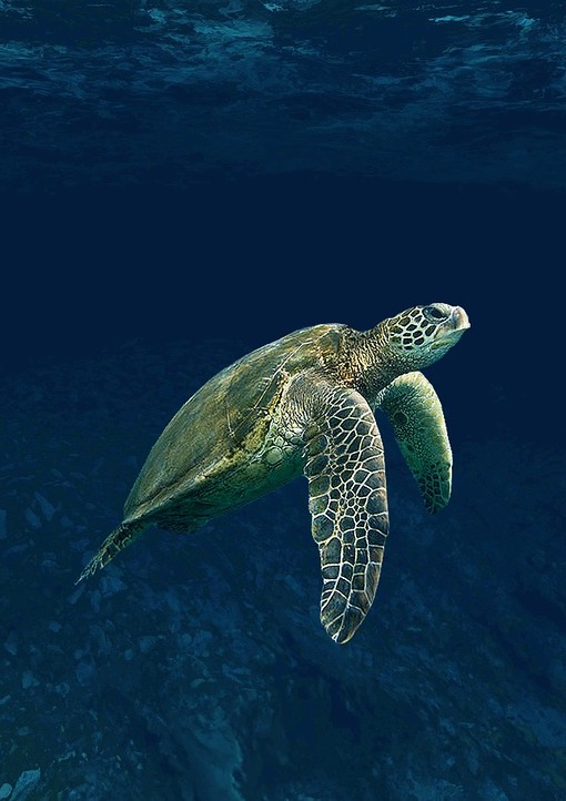 great blue hole Belize 