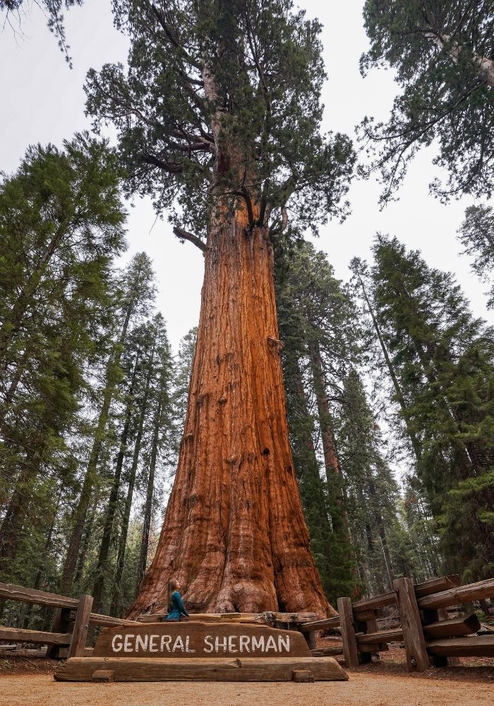 General Sherman, one of the most popular things to see in Sequoia and Kings Canyon National Parks.
