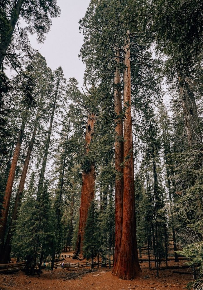 A tall orange sequoia tree grove.
