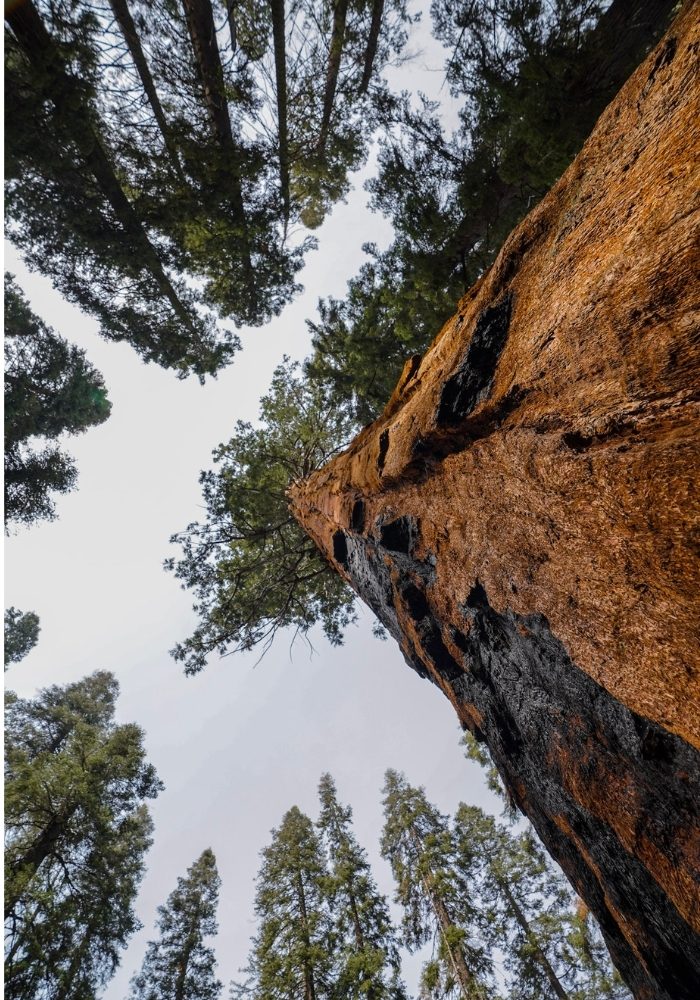 The tall orange trees in Sequoia and Kings Canyon National Parks.