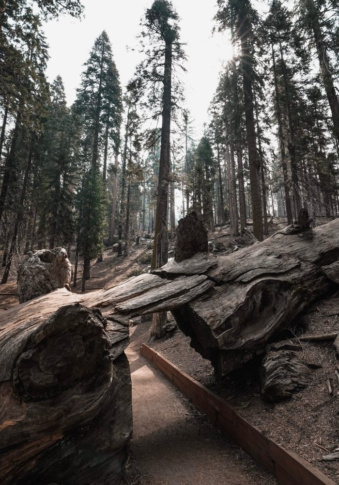 Tunnel log found on the Congress Trail  in Sequoia and Kings Canyon National Parks.